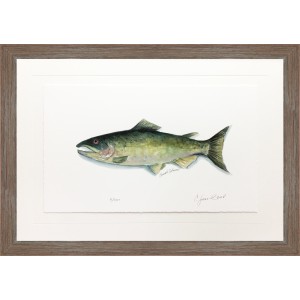 CL- CHINOOK SALMON